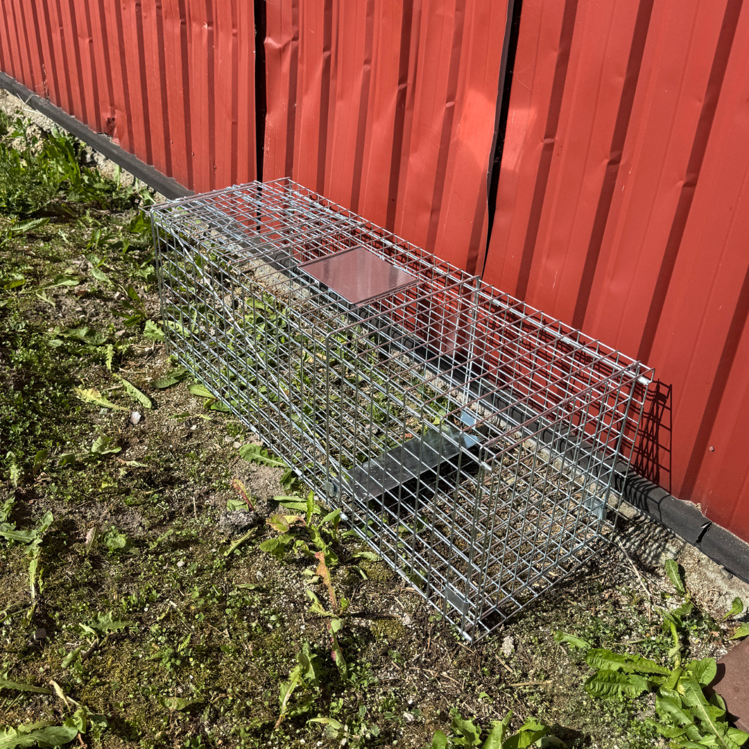 Rävfälla – HuntElite