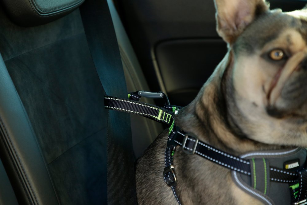 Säkerhetssele för hund i bil - S – Kerbl
