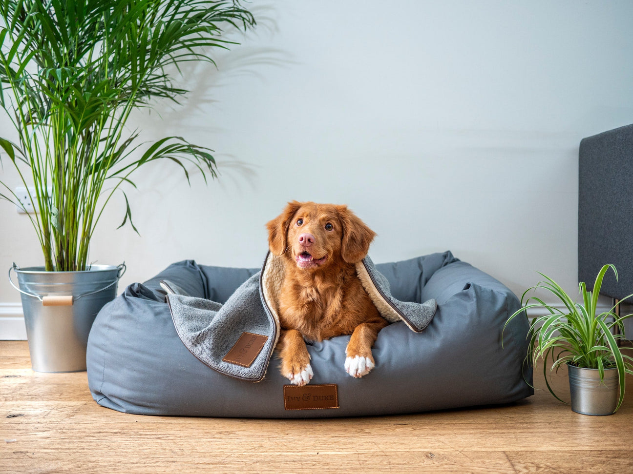 Hundsängar och hundkuddar