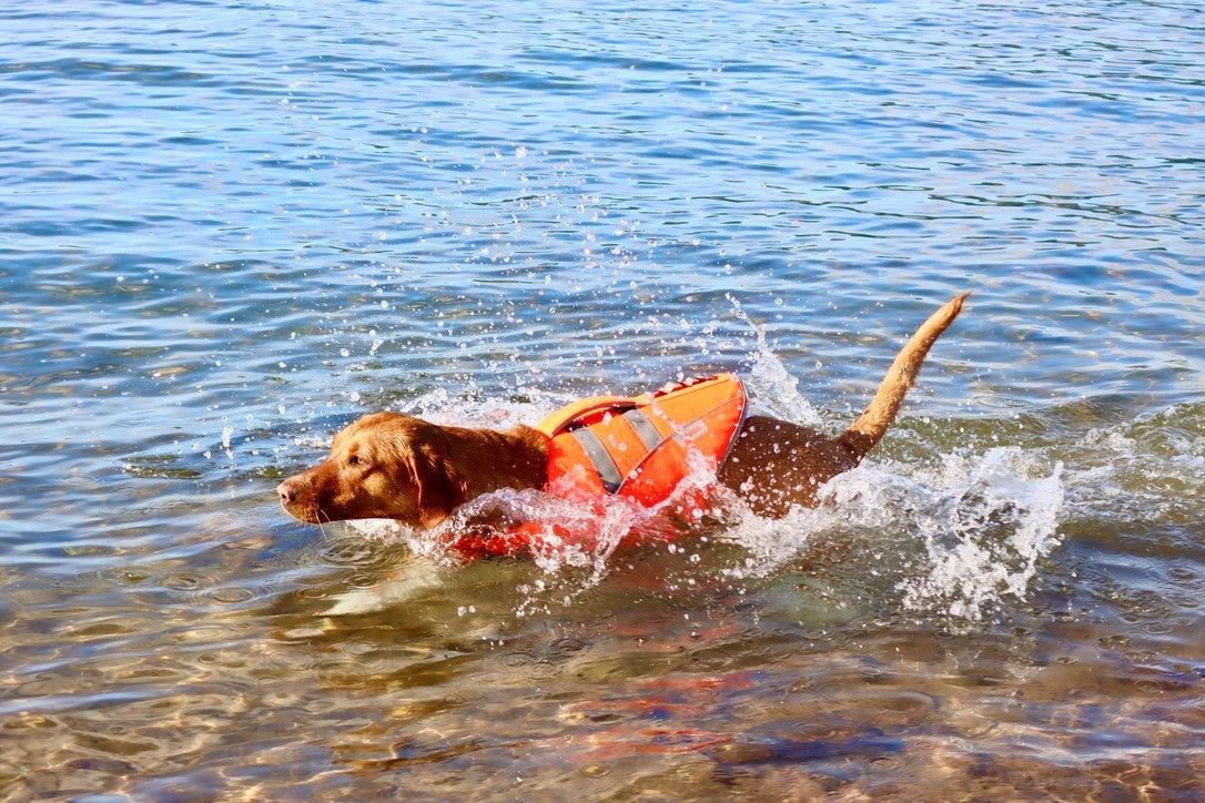 Life Jacket XS