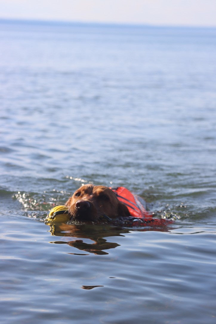 Life Jacket XS