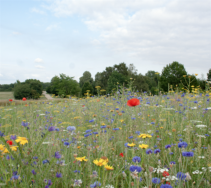 Naturblommor ängsblandning 1 kg