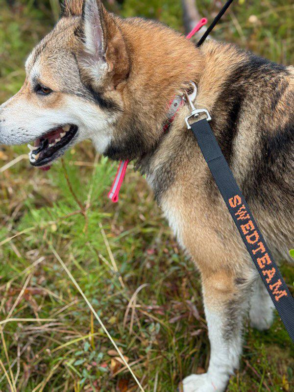 Hundkoppel - Deer Drag 4 m - Tillbehör Svart – Swedteam