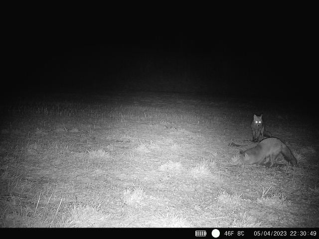 4G E-post/MMS viltkamera - Senzor