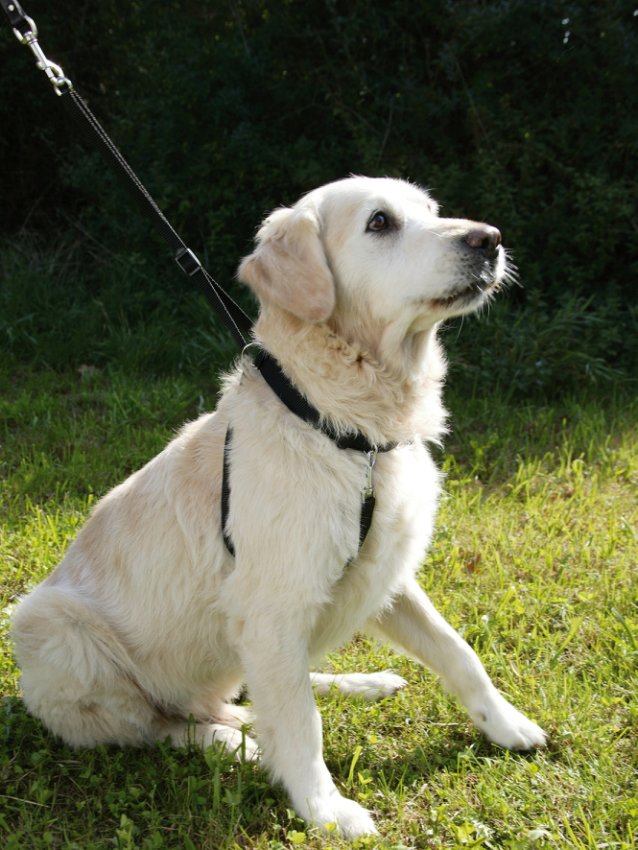 Hundsele Maxi Leader - Hals 30–45 cm – Kerbl