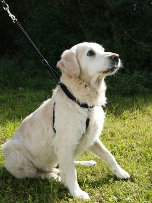 Hundsele Maxi Leader - Hals 30–45 cm – Kerbl